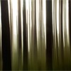 Impression of pine forest, Abernethy Forest, Cairngorms National Park, Scotland